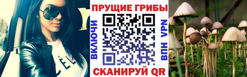 Галлюциногенные грибы Psilocybe  Нижняя Салда 